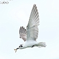 White-winged Black Tern picking worms off grass in flight.